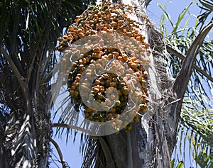 Seed bunch hanging from cocos palm