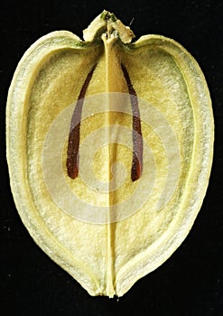 Seed Capsula Inside Carum Carvi photo