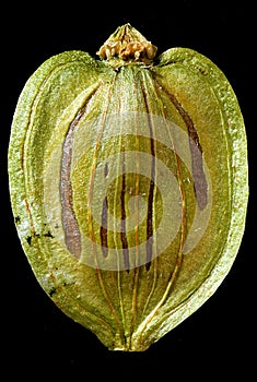 Seed Capsula of wild Caraway Carum carvi photo