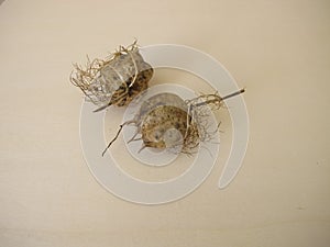 Seed capsule of the love-in-a-mist