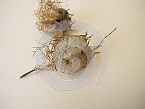 Seed capsule of the love-in-a-mist