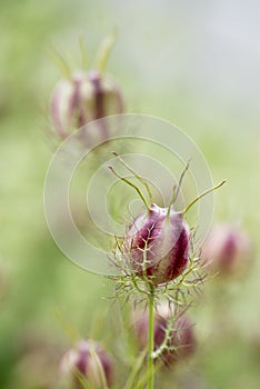 Seed capsule of a nigella damascena flower in the garden