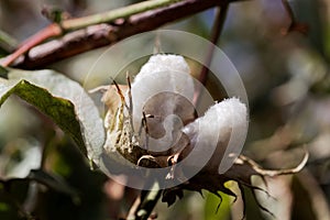 Seed capsule tree cotton Gossypium arboretum