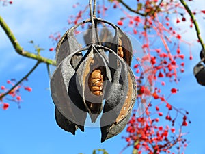 Seed capsules on flame tree, Australian vegetation