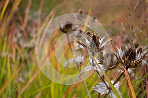Seed capsules, photographed against ornamental grasses, in mid October at the RHS Wisley garden in Wisley, Surrey UK