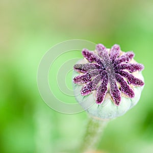 Seed capsules on poppy flower