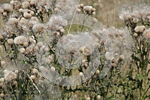 seed of the Carduus crispus