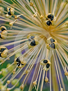 Seed cases of Allium