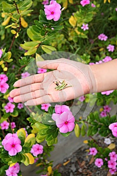 Seed of Catharanthus roseus in hand.