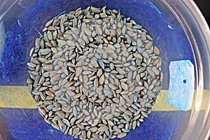 Seed coating with pesticide to prevent it from pest during germination