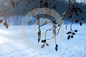 Seed cones and catkins on black alder tree branch in a winter forest on sun dawn, bare trees, desolate route on lake