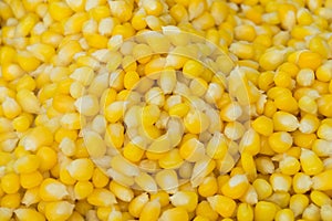seed corn