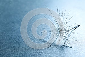 Seed of dandelion flower with water drops on blue background, closeup. Space for text