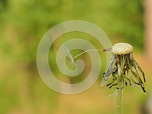 The seed of a dandelion. There is only one seed of the dandelion