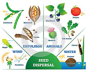 Seed dispersal vector illustration. Labeled plant movement division scheme.