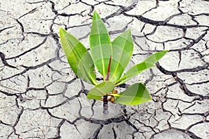 Seed Dry soil in arid areas