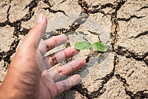 Seed and Dry soil in arid areas