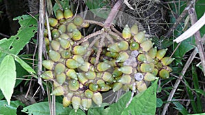 Seed in Estancia. Bolivia, south America. photo
