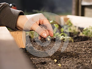 Seed falling from kids hand - organic gardening