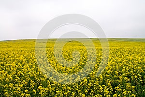 Seed Field in bloom Nr Avebury Wiltshire UK