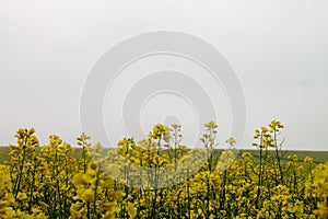 Seed Field in bloom Nr Avebury Wiltshire UK