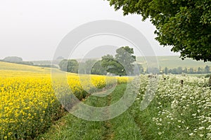 Seed Field in bloom Nr Avebury Wiltshire UK