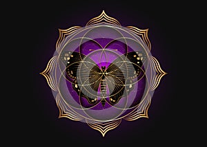 Seed Flower of life lotus icon and black magical butterfly, yantra mandala sacred geometry, golden symbol of harmony and balance.