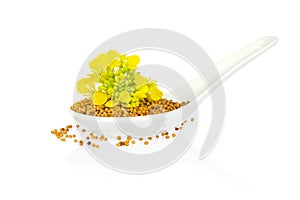 Seed and flower of mustard in porcelain spoon