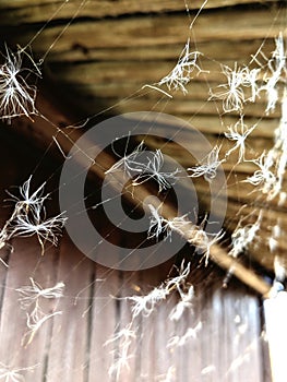 Seed fluff in a cobweb