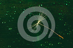 Seed fluffy dandelion on a green background with water drops closeup