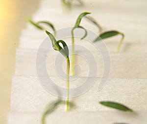 Seed germination