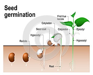 Seed germination