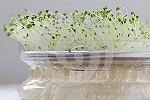 Seed germination container