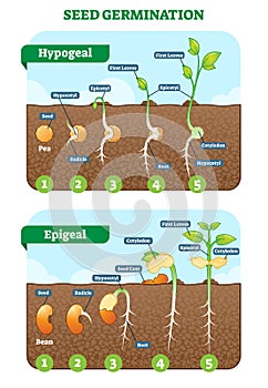 Seed germination cross section vector illustration in stages. Hypogeal and epigeal types.