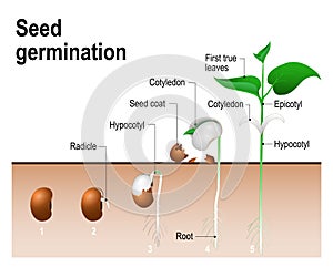 Seed germination photo