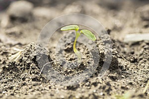 Seed germination growth into forest