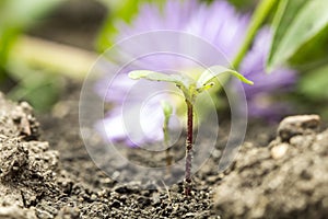 Seed germination growth into forest