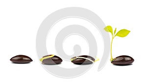 Seed germination process isolate on white background.