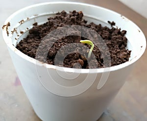 Seed germination- seeds to plant - germination process