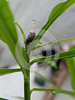 seed  green ourdoor beautiful plant