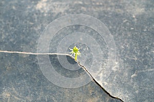 Seed growing through crack  pavement Ecology concept. Rising sprout on dry ground