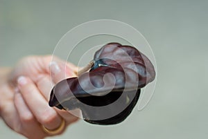 Seed of the Guanacaste tree