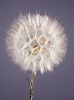 Seed head of arnica flower photo