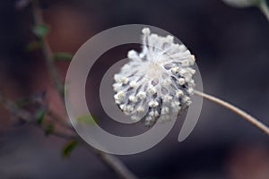 Seed head of an Australian native flannel flower, Actinotus helianthi, family Apiaceae
