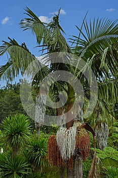 Bangalow palm, king palm, or Illawara palm photo