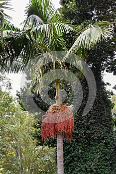 Bangalow palm, king palm, or Illawara palm photo