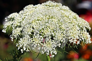 Seed Head of Carrot Plant daucus carota sativa