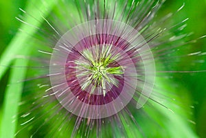 Seed Head Closeup