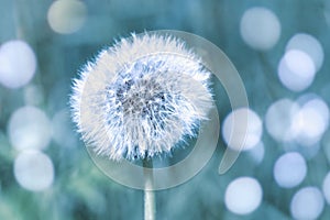 Seed head of a dandelion flower, close-up