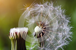 Seed head of dandelion on green grass background